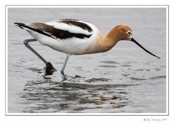 Avocet 2.jpg